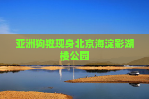 亚洲狗獾现身北京海淀影湖楼公园