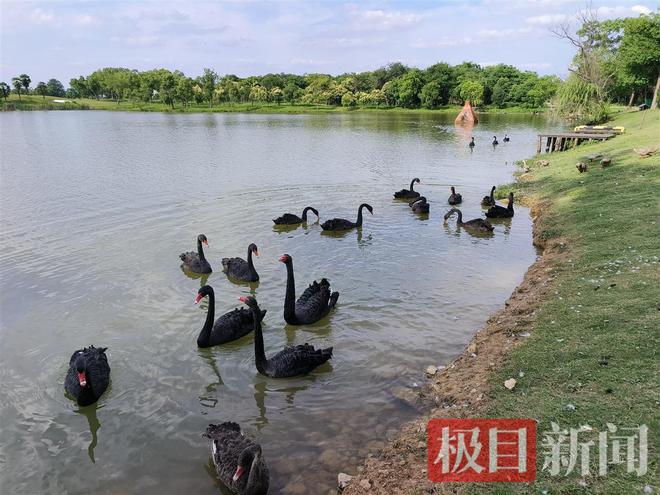 禁情天华母情_禁情天华二母情_