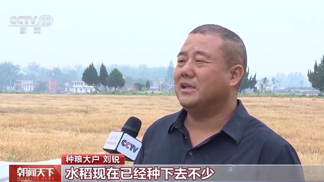 气象预报加上数字化监测 小麦“颗粒归仓”有了“最强大脑”