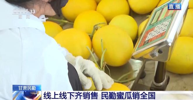 _甘肃两个链条_甘肃民勤黑枸杞子价格