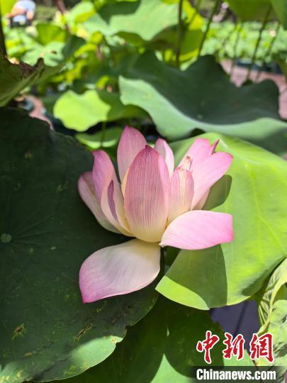 盛夏时节申城莲开万象 荷韵流转激发文旅新活力