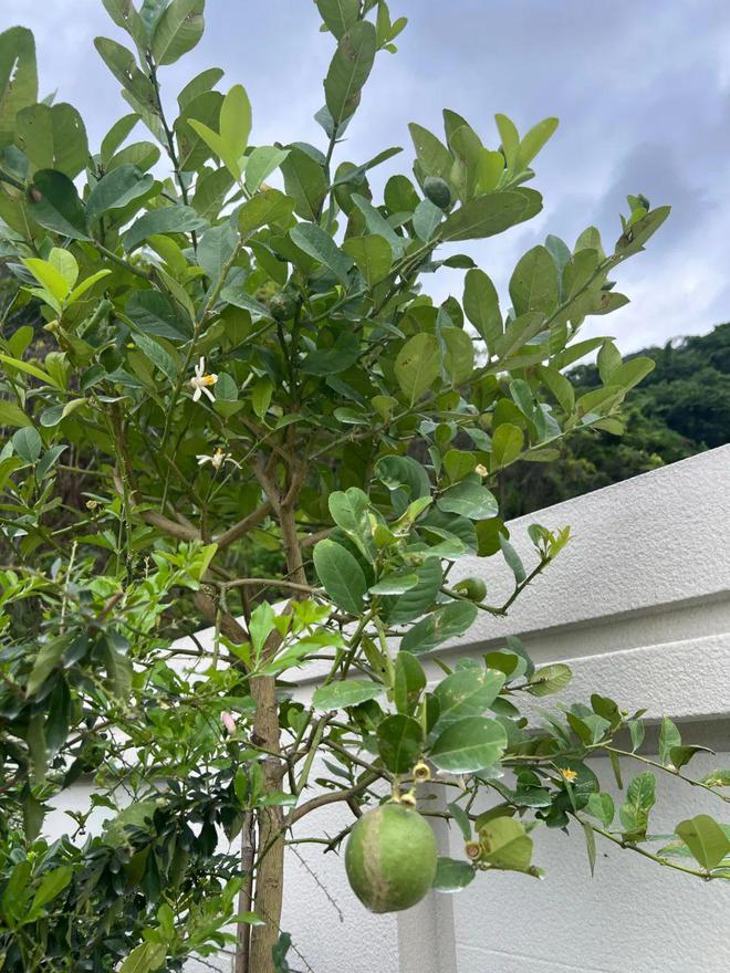 从市区大平层搬到郊区小院，花4年装出了一个让我“神完气足”的理想家__从市区大平层搬到郊区小院，花4年装出了一个让我“神完气足”的理想家