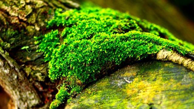 那秋生：独赏青苔养精神