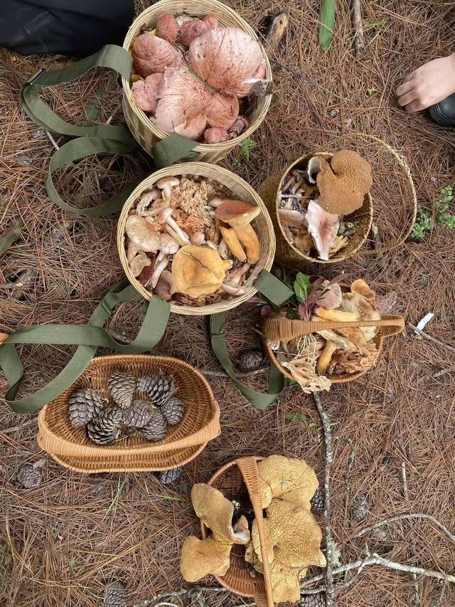 苍山采蘑菇__菌彩野生菌火锅总部电话