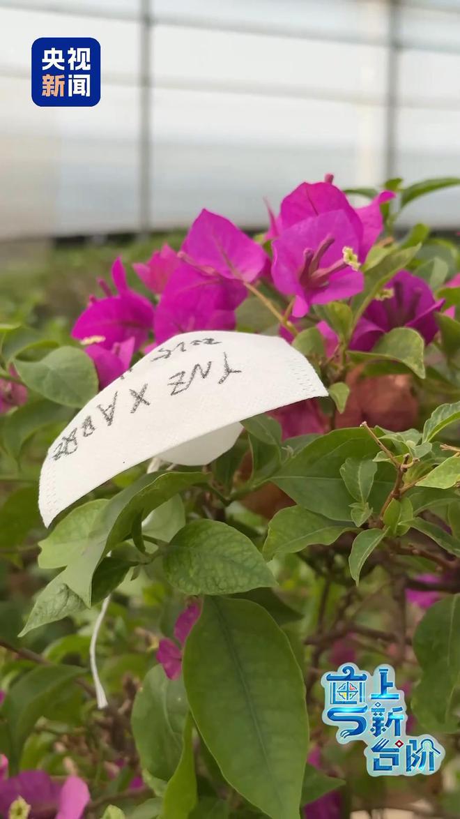 “粤”上新台阶丨春天花会开 但什么花能开一年四季？
