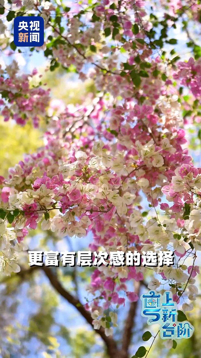 “粤”上新台阶丨春天花会开 但什么花能开一年四季？