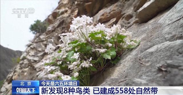 中国官方的海豚保护组织_中华海豚是几级保护_