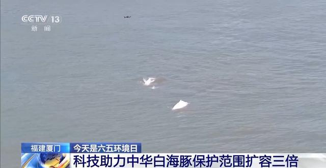中国官方的海豚保护组织__中华海豚是几级保护