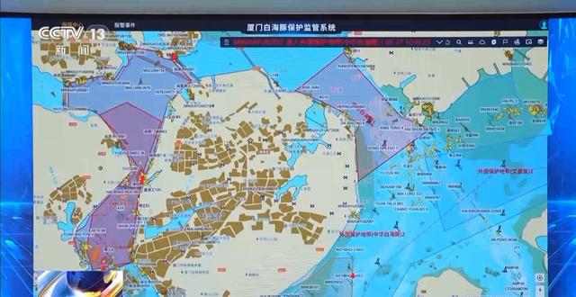 中国官方的海豚保护组织__中华海豚是几级保护