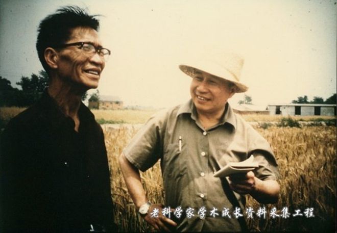小麦育种技术研究进展__小麦育种方法及选育过程
