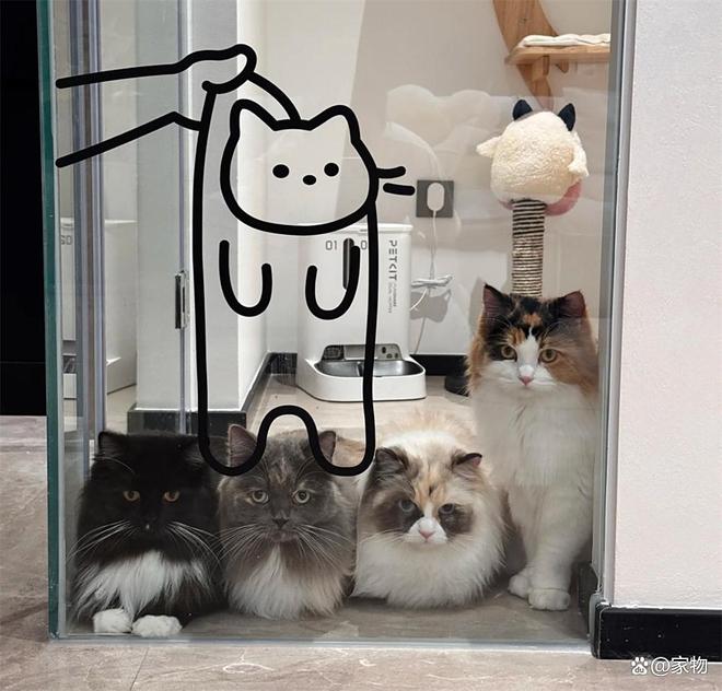 _浙江姑娘的7㎡“猫房”火了：4只猫咪猫玩得欢，还不担心掉毛拆家_浙江姑娘的7㎡“猫房”火了：4只猫咪猫玩得欢，还不担心掉毛拆家