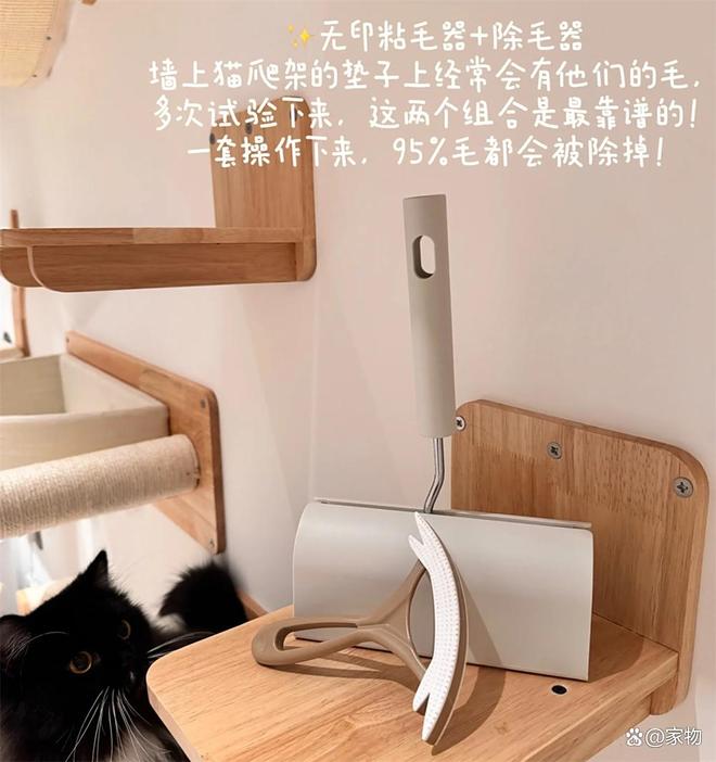 浙江姑娘的7㎡“猫房”火了：4只猫咪猫玩得欢，还不担心掉毛拆家__浙江姑娘的7㎡“猫房”火了：4只猫咪猫玩得欢，还不担心掉毛拆家