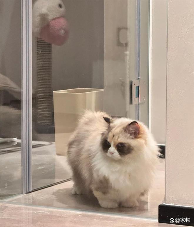 浙江姑娘的7㎡“猫房”火了：4只猫咪猫玩得欢，还不担心掉毛拆家_浙江姑娘的7㎡“猫房”火了：4只猫咪猫玩得欢，还不担心掉毛拆家_