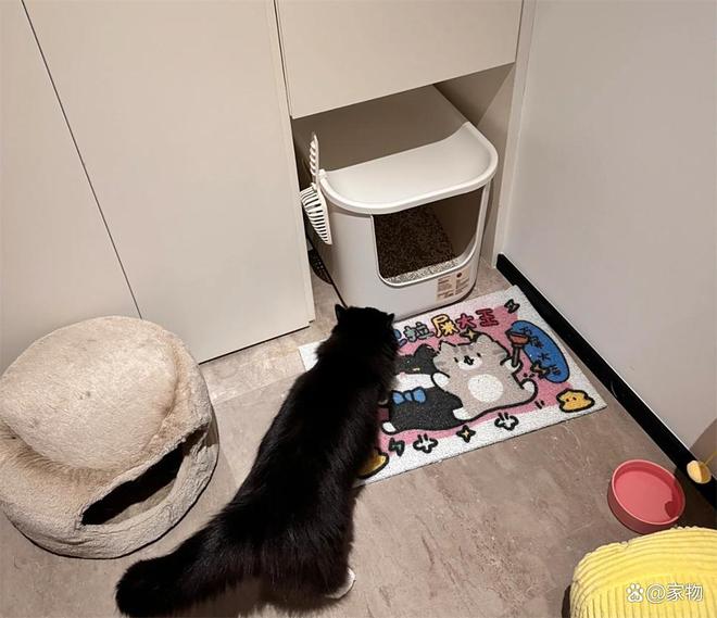浙江姑娘的7㎡“猫房”火了：4只猫咪猫玩得欢，还不担心掉毛拆家__浙江姑娘的7㎡“猫房”火了：4只猫咪猫玩得欢，还不担心掉毛拆家