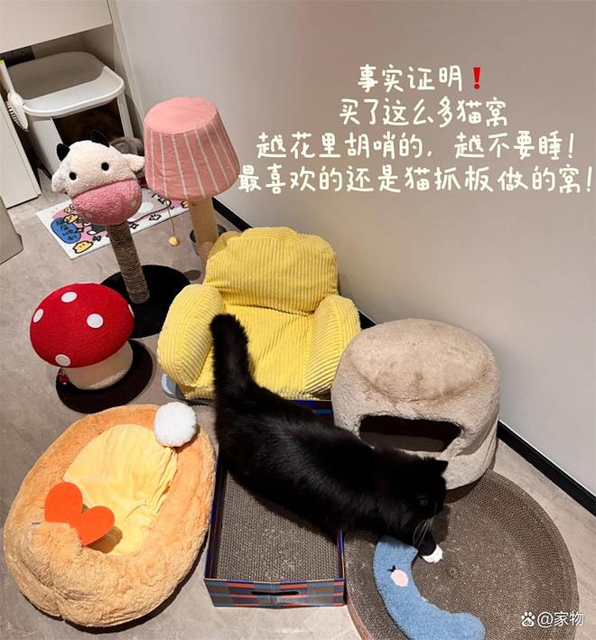 浙江姑娘的7㎡“猫房”火了：4只猫咪猫玩得欢，还不担心掉毛拆家_浙江姑娘的7㎡“猫房”火了：4只猫咪猫玩得欢，还不担心掉毛拆家_