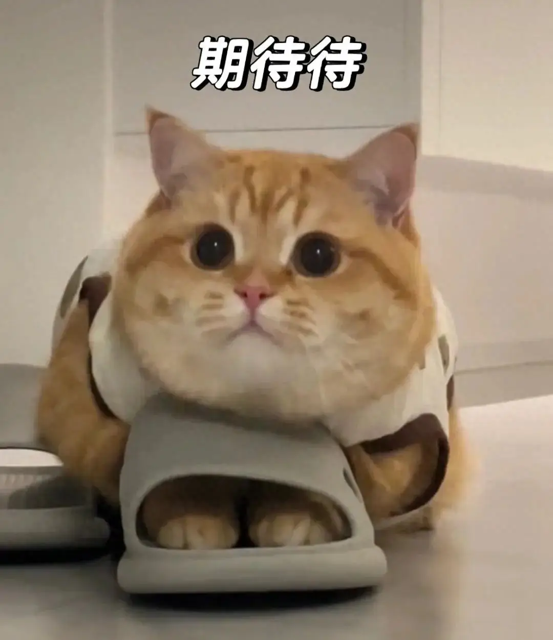 限应届的岗位好考吗__限应届生的岗位