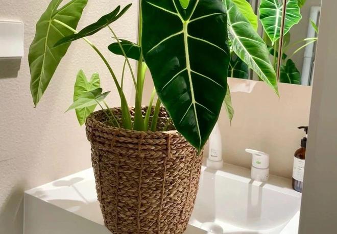 以前乱花钱现在想努力说说_以前乱花钱现在才知道钱多重要_