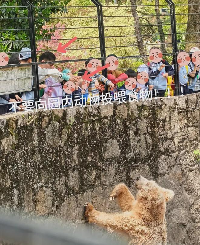 _上海动物园“顶流网红”被投喂干燥剂？园方最新回应：将整改，并征询公众建议_上海动物园“顶流网红”被投喂干燥剂？园方最新回应：将整改，并征询公众建议
