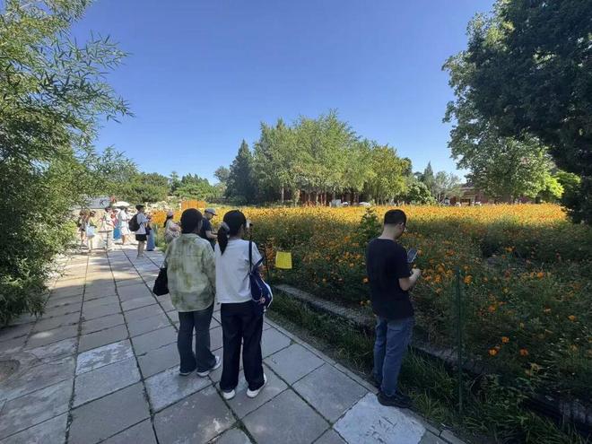 景观花海__金色花海句子