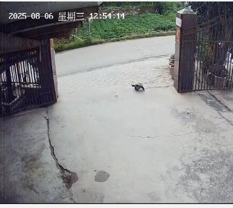 _养30多年的宠物龟出逃被路过司机抱走，民警已帮忙找到送回主人家_养30多年的宠物龟出逃被路过司机抱走，民警已帮忙找到送回主人家