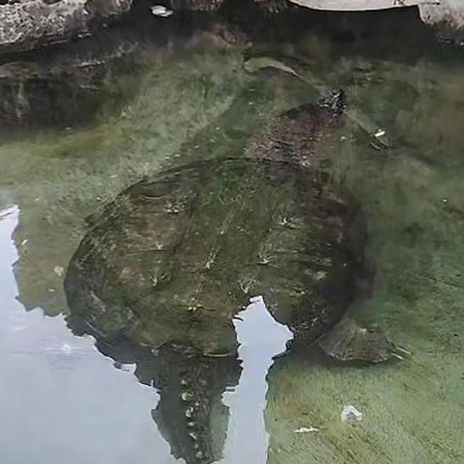 养30多年的宠物龟出逃被路过司机抱走，民警已帮忙找到送回主人家__养30多年的宠物龟出逃被路过司机抱走，民警已帮忙找到送回主人家