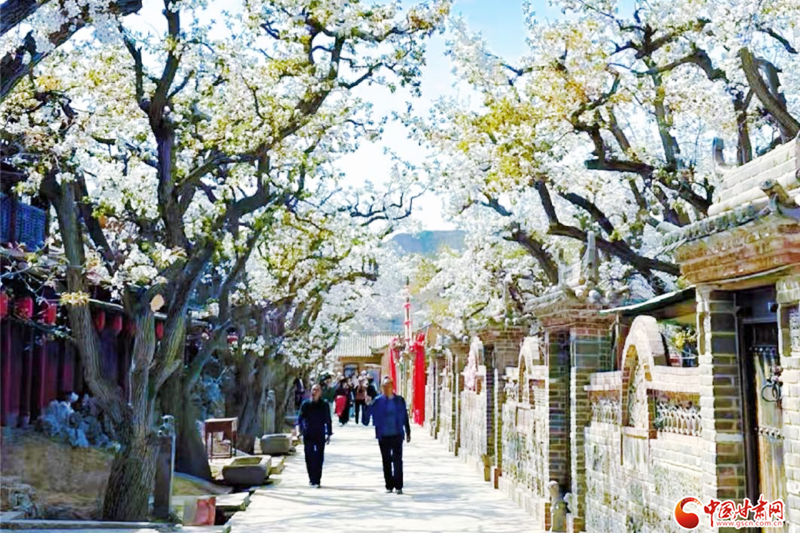 【甘快看】“世界第一古梨园”迎客流高峰 “数字”技术成亮点