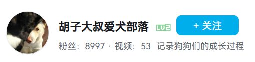 被老外带去美国的土狗__为国王们烹饪