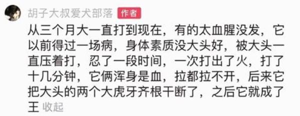 _被老外带去美国的土狗_为国王们烹饪