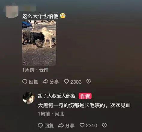 为国王们烹饪_被老外带去美国的土狗_