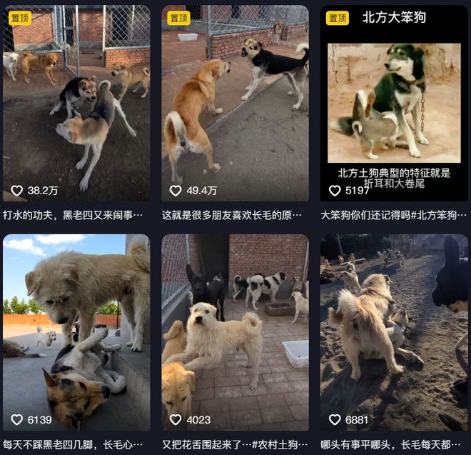 _被老外带去美国的土狗_为国王们烹饪