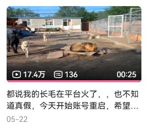 为国王们烹饪_被老外带去美国的土狗_