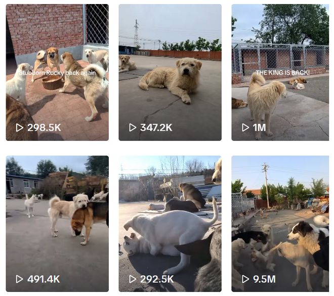 为国王们烹饪_被老外带去美国的土狗_