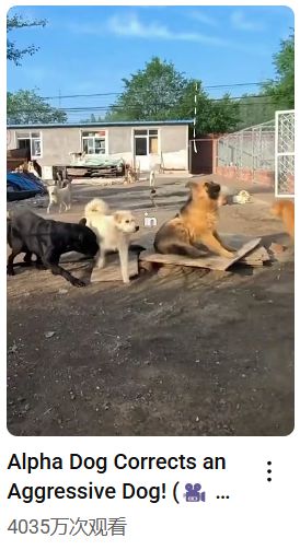 _为国王们烹饪_被老外带去美国的土狗