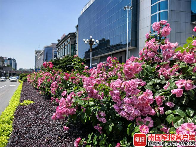 一路繁花一路景！桂林这些地方花都开好了