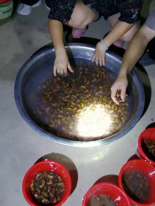 男子返乡养蝉带动900余户创业：一晚最多捉1.3万只，1只1元，有人捉十几天就回本