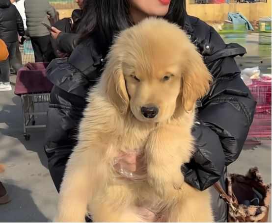 七旬老太当金毛面摔死幼崽，2天后去买菜没有关窗，回家后崩溃了__七旬老太当金毛面摔死幼崽，2天后去买菜没有关窗，回家后崩溃了