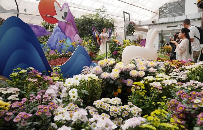菊花展开幕_菊花展造型_