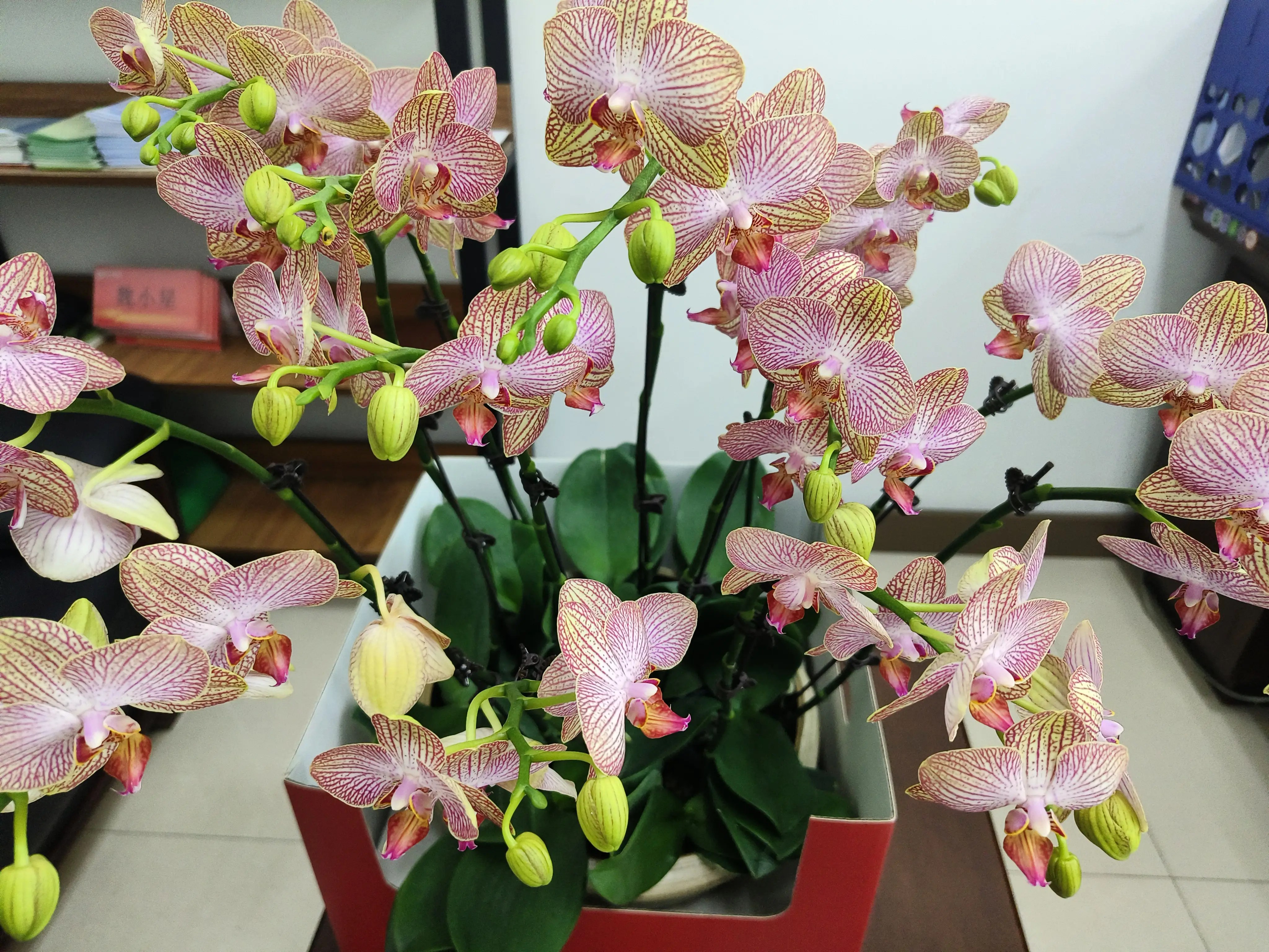 考研对本科生有什么要求__考本校研究生有奖励吗