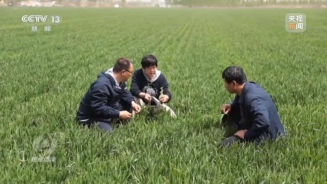 焦点访谈丨“一喷三防”、水肥一体化滴灌 我国夏粮产区抗旱有妙招