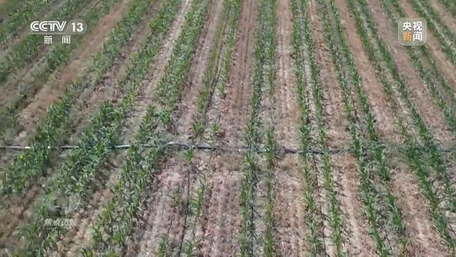 焦点访谈丨“一喷三防”、水肥一体化滴灌 我国夏粮产区抗旱有妙招