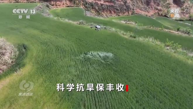 焦点访谈丨“一喷三防”、水肥一体化滴灌 我国夏粮产区抗旱有妙招