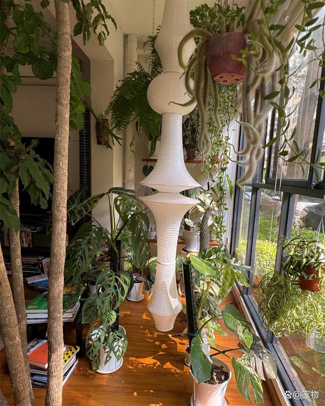 家里的花草茂盛象征什么__家居花草