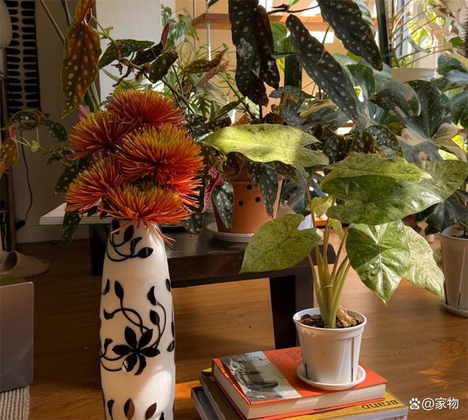 家里的花草茂盛象征什么__家居花草