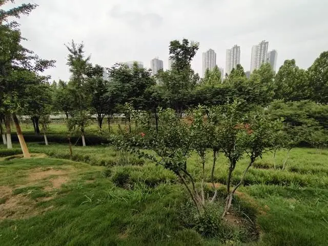 一直被催的孩子学不会自律，当我不催不吵时，孩子的内驱力爆发了