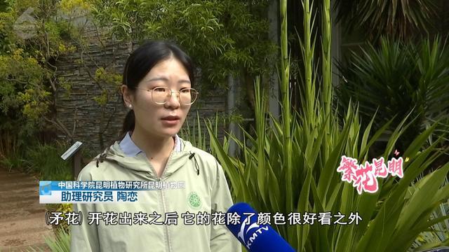 昆明植物园春天的景色_昆明植物园花期_