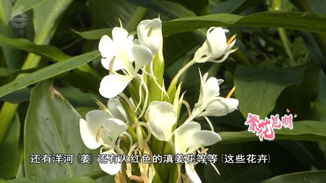 昆明植物园花期_昆明植物园春天的景色_