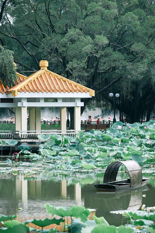 _深圳夏日“顶流”回归！快来赏荷打卡了_深圳夏日“顶流”回归！快来赏荷打卡了