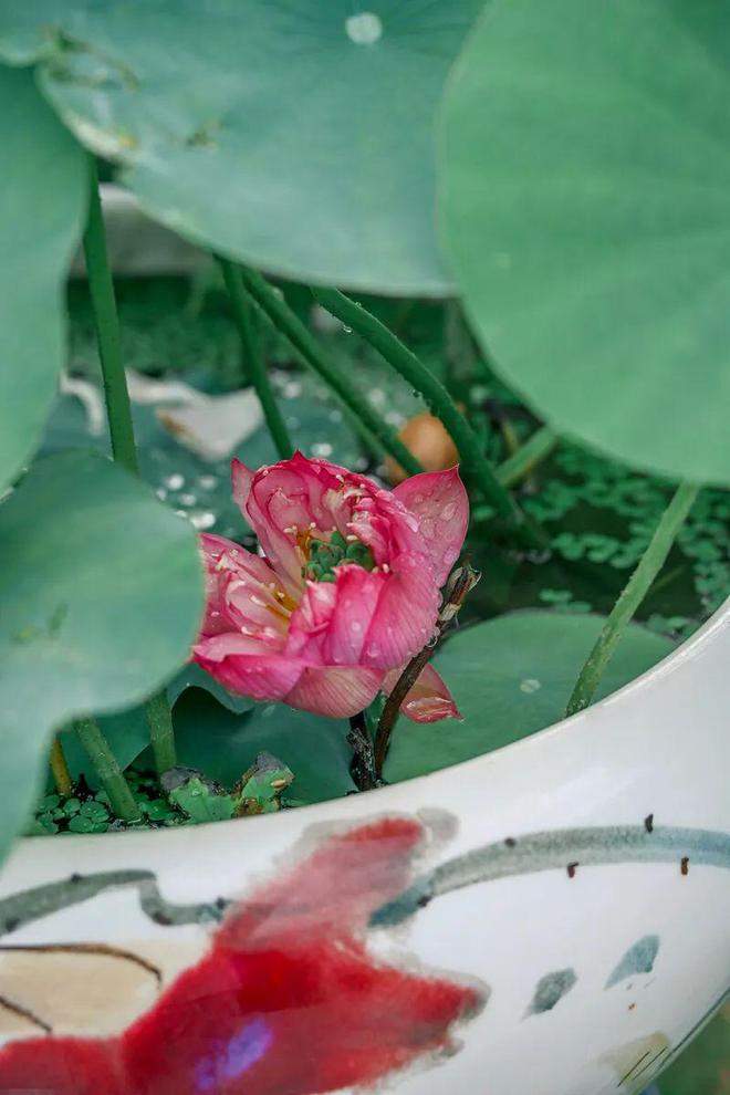 _深圳夏日“顶流”回归！快来赏荷打卡了_深圳夏日“顶流”回归！快来赏荷打卡了
