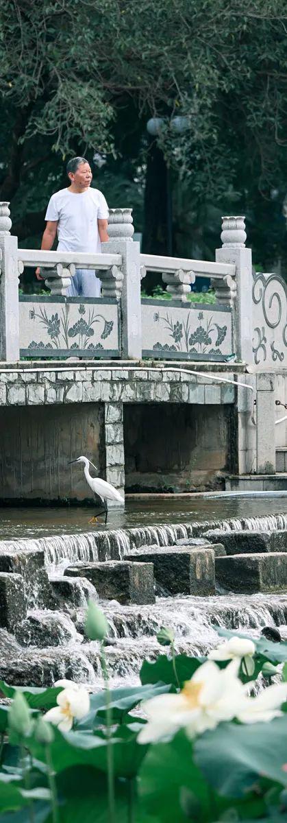 深圳夏日“顶流”回归！快来赏荷打卡了_深圳夏日“顶流”回归！快来赏荷打卡了_