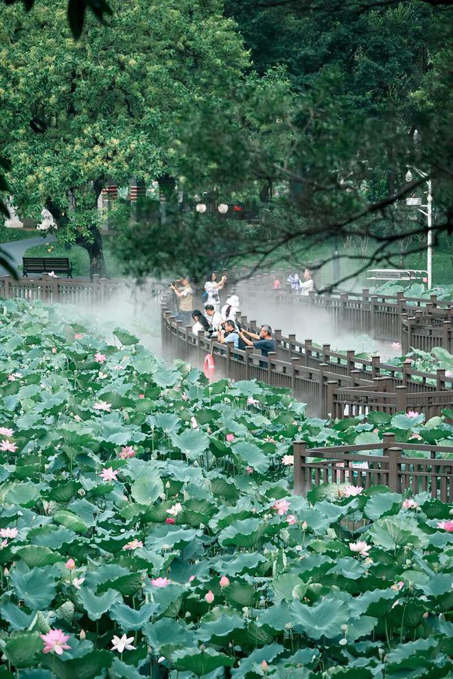 _深圳夏日“顶流”回归！快来赏荷打卡了_深圳夏日“顶流”回归！快来赏荷打卡了